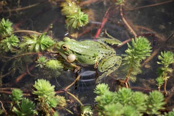 Grenouille