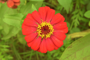red color flower beauty nature