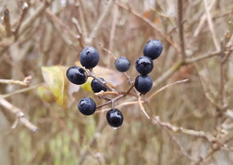 Ligustrum vulgare