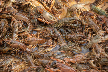 heap of freshwater crayfishes as a background