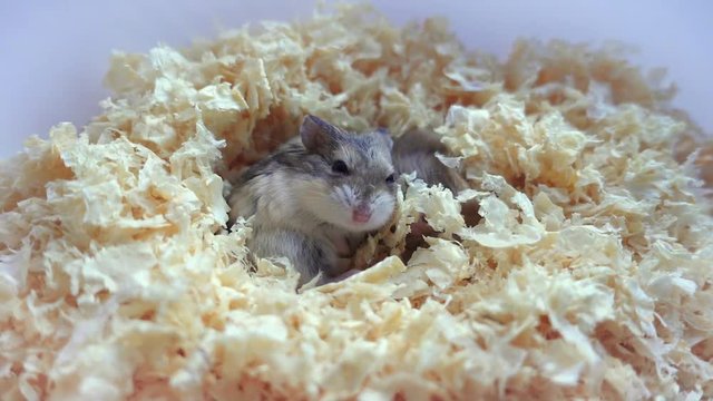 Dzungarian hamster sleeps in sawdust.