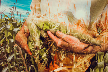 Farmer at cultivated corn plantation in background. Double exposure concept Image. - obrazy, fototapety, plakaty