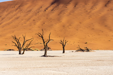 Fototapeta na wymiar Dead Vlei, Namibia Dead Vlei , dead trees in desert,hot sun beating down on the sandy ground,red dunes in the backround,millions of tourists visit every year