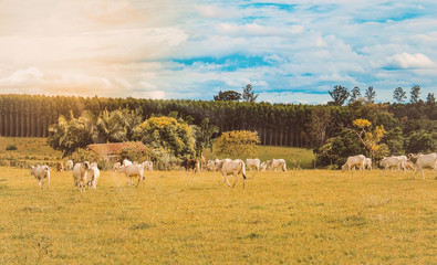 Cattle on confinement in farm on Brazil