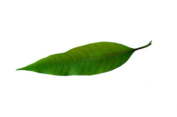 Fototapeta na wymiar mango green leaf Isolated on white backgrounds