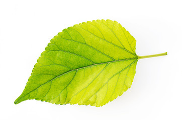 mulberry leaf macro backgrounds textures Isolated
