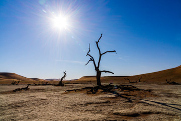 dead acacia in hidden Dead Vlei landscape in Namib desert, dead acacia trees in valley with blue sky, Namibia
