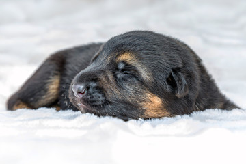 Süßer reinrassiger Deutscher Schäferhund Welpe schläft auf Kuscheldecke