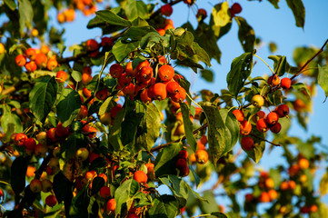 flora, plants, tree, Apple tree, branch, foliage, Paradise, apples, harvest, blue, sky, sunset, autumn, nature