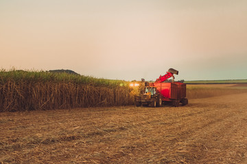 Sugar cane hasvest plantation in Brazil