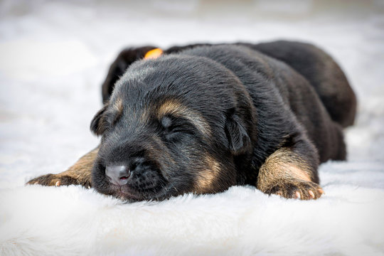 Niedlicher Deutscher Schäferhund Welpe schläft friedlich auf Kuscheldecke  Stock-Foto | Adobe Stock
