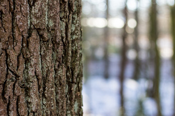 tree in the forest in winter with snow