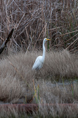Fototapeta premium Great White Egret in marsh