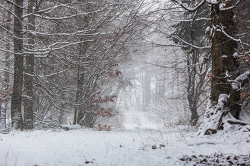 Fototapeta premium Skogsväg genom en lövskog en vinterdag med snöfall