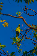parrot on a tree with branches and blue sky