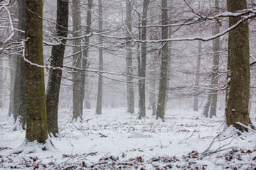 Snöfall i bokskog