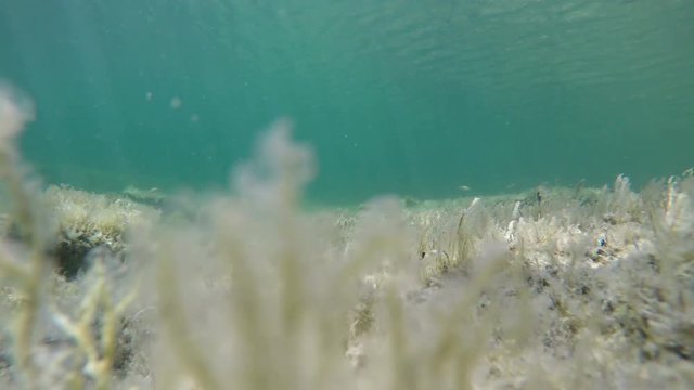 Underwater view of Alghero blue sea. Sardinia, Italy