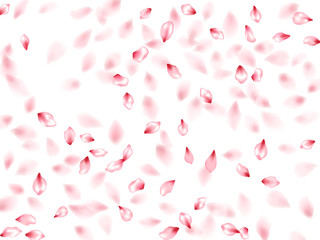 Pink sakura flower flying petals isolated on white vector background.