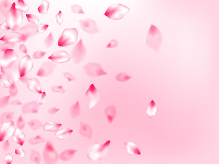 Pink sakura petals confetti flying and falling