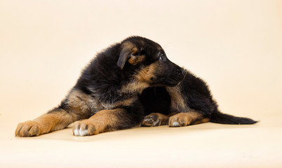 cute shepherd puppy looks