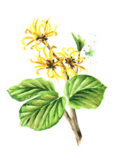 Blossoming branch of a witch hazel with leaves and flowers  medicinal plant Hamamelis. Watercolor hand drawn illustration, isolated on white background