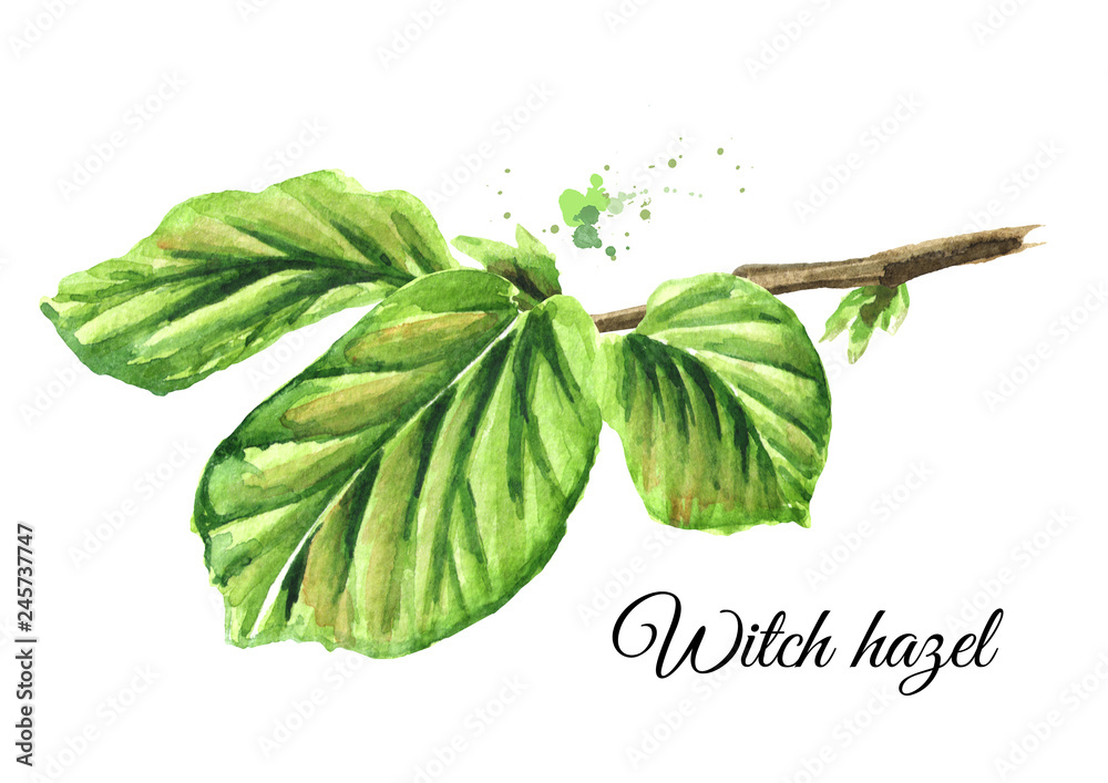 Wall mural Green branch of a witch hazel with leaves, medicinal plant Hamamelis. Watercolor hand drawn illustration, isolated on white background