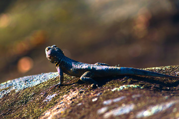 lizard watching the landscape