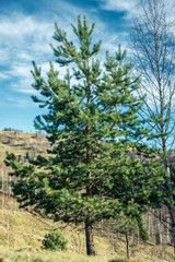 Fototapeta na wymiar one conifer tree on a background of mountains