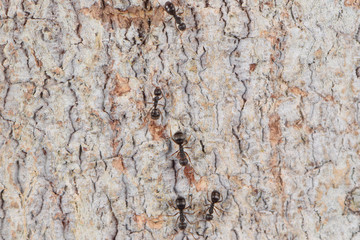 texture of bark of a tree