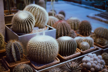 Potted plants in the greenhouse