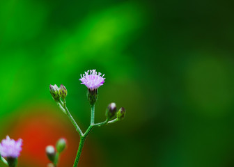 Purple flower blooming with macro close up in the green nature backgrounds