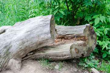 Fototapeta premium Vintage tree trunk lying in a national park. They rotted the trunk of a tree, which was destroyed by atmospheric conditions.