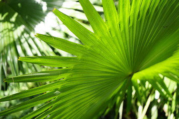 Feuilles tropical
