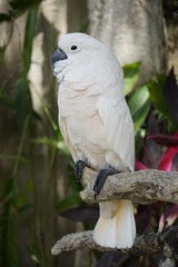 Bel oiseau tropical
