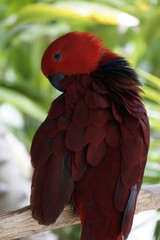 Magnifique oiseau rouge