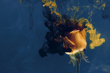 yellow rose blue black inside water white background color acrylic underwater paint ink dye under smoke spring hot