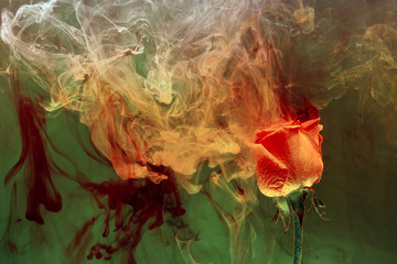 yellow red rose green inside water white background color acrylic underwater paint ink dye under smoke spring hot