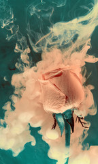 green pink rose inside water white background color acrylic underwater paint ink dye under smoke spring hot