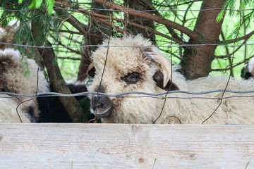 looking face sheep behind net. Animals in zoo.