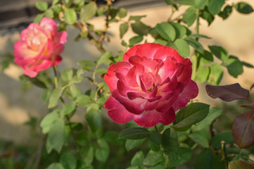 Pink rose in late afternoon sunlight with rose garden background.