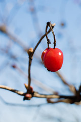 One red viburnum berry on a bare branch.