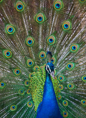 Obraz premium Peacock in Full Display