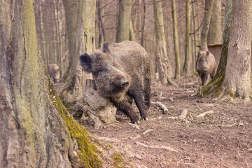 wild pigs in the forest