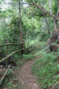 Trail through green forest at DOI MON-NGO, Maetang, Chiangmai, Thailand.