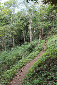 Trail through green forest at DOI MON-NGO, Maetang, Chiangmai, Thailand.