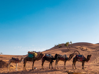 Dromedary camels resting in the Sahara desert, Morocco