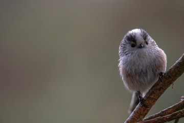 long-tailed tit, Aegithalos caudatus, perched on pine tree branch in scotland during winter with expressions with background.