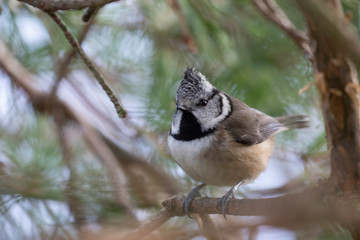 Crested tit, Lophophanes cristatus, passerine bird, perched and hidden on birch tree and lichen during snowless winter in scotland during january.
