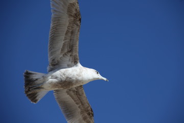 gull flying
