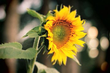 sunflower blooming in the garden